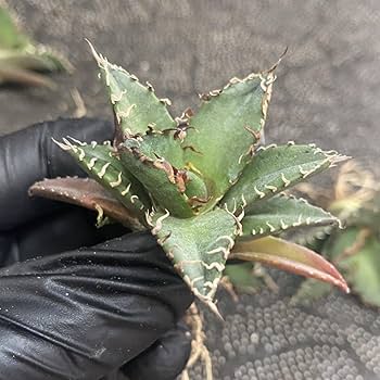 AGAVE TITANOTA イタリアメリクロン変異ロット株（子株付き） AGAVE TITANOTA イタリアメリクロン変異ロット株（子株付き